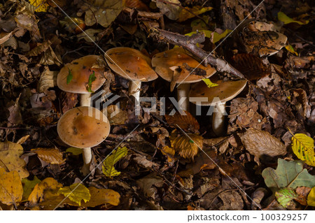 Poison Pie Mushroom Hebeloma crustuliniforme growing through the autumnal leaves Poison Pie Mushroom Hebeloma crustuliniforme growing through the autumnal leaves 100329257