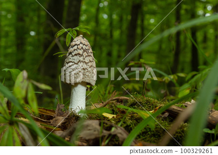 Coprinopsis picacea is a species of fungus in the Psathyrellaceae. It is commonly called magpie fungus. Small mushroom in autumn 100329261