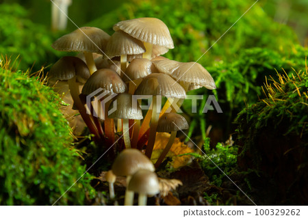 Clustered Bonnet Mycena inclinata growing on a mossy stump Clustered Bonnet Mycena inclinata growing on a mossy stump 100329262
