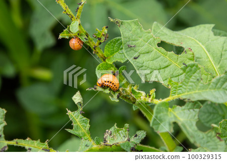 Colorado potato beetle - Leptinotarsa decemlineata on potato bushes. Pest of plants and agriculture. Treatment with pesticides. Insects are pests that damage plants 100329315