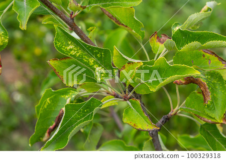 Rosy leaf-curling apple aphids, Dysaphis devecta, apple tree pest. Detail of affected leaf Rosy leaf-curling apple aphids, Dysaphis devecta, apple tree pest. Detail of affected leaf 100329318
