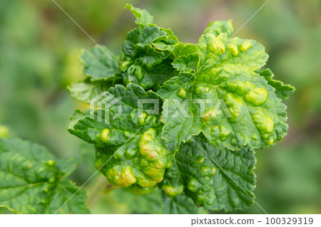 Gallic aphid on the leaves of red currant. The pest damages the currant leaves, red bumps on the leaves of the bush from the parasite disease Gallic aphid on the leaves of red currant. The pest damages the currant leaves, red bumps on the leaves of the bush from the parasite disease 100329319