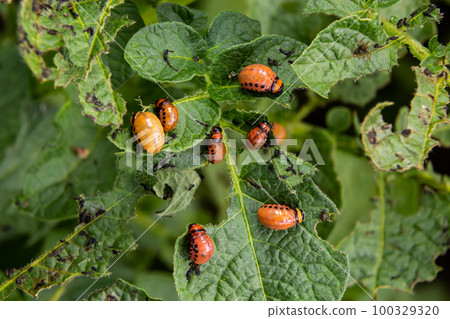 Colorado potato beetle - Leptinotarsa decemlineata on potato bushes. Pest of plants and agriculture. Treatment with pesticides. Insects are pests that damage plants Colorado potato beetle - Leptinotarsa decemlineata on potato bushes. Pest of plants and agriculture. Treatment with pesticides. Insects are pests that damage plants 100329320