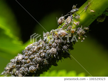 Aphids, plant lice, greenflies, blackflies or whiteflies, Cinara palaestinensis, the Aleppo pine aphid, Hemiptera Aphididae 100329323