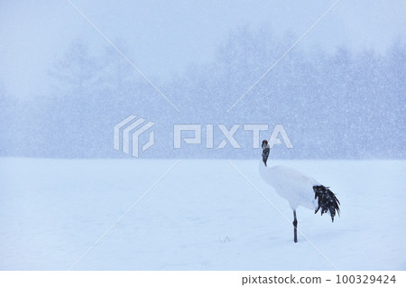 站在雪原上的丹頂鶴(北海道鶴居) 站在雪原上的丹頂鶴(北海道鶴居) 100329424