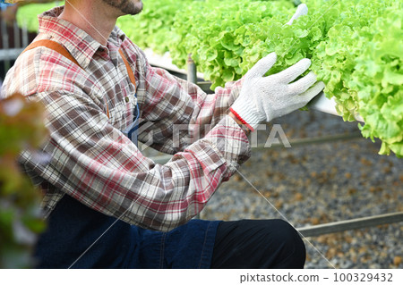 Cropped image of man farmer is harvesting, sorting vegetable in sunny industrial organic hydroponic farm 100329432