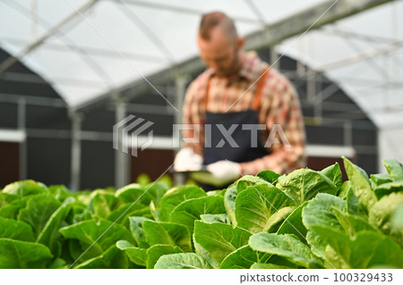 Green cos lettuce growing in the hydroponic greenhouse. Agro cultivation and small business concept 100329433