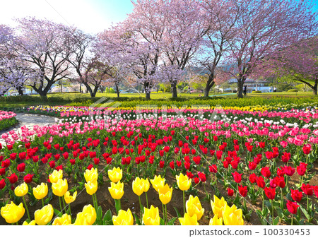 秦野戶川公園鬱金香花田和重瓣櫻花盛開的景色 100330453