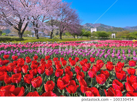 秦野戶川公園紅色鬱金香花田和重瓣櫻花盛開的景色 100330454