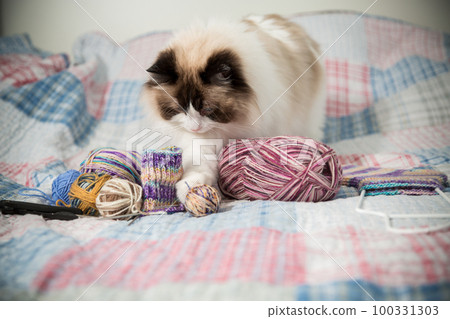 Colored threads, knitting needles and other items for hand knitting and a cute domestic cat Ragdoll Colored threads, knitting needles and other items for hand knitting and a cute domestic cat Ragdoll 100331303