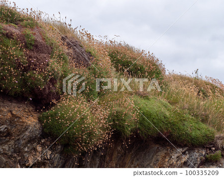 Beautiful wildflowers, common in the countries of Northern Europe. Bushes of wild plants. 100335209