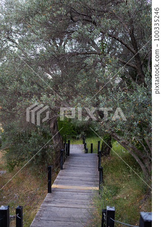 Olive grove in the garden, wooden stairs, road to the sea. Olive grove in the garden, wooden stairs, road to the sea. 100335246