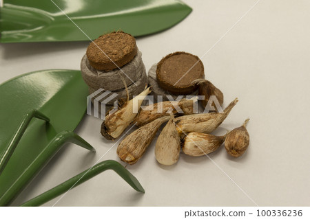 peat tablets, freesia flowers bulbs, garden tools trowel, rake on white background. Gardening concept. peat tablets, freesia flowers bulbs, garden tools trowel, rake on white background. Gardening concept. 100336236