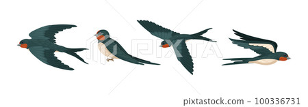 Swallow or Martin as Passerine Bird with Long Pointed Wings Vector Set 100336731