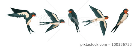 Swallow or Martin as Passerine Bird with Long Pointed Wings Vector Set 100336733