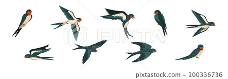 Swallow or Martin as Passerine Bird with Long Pointed Wings Vector Set Swallow or Martin as Passerine Bird with Long Pointed Wings Vector Set 100336736