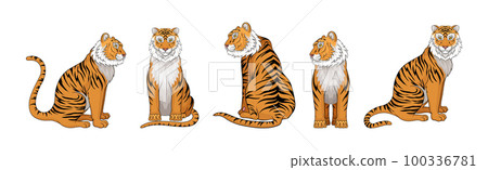 Striped Tiger with Orange-brown Fur as Wild Cat Species in Different Poses Vector Set 100336781