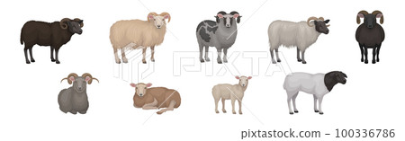 Sheep as Ruminant Domestic Mammal Kept as Livestock Vector Set 100336786
