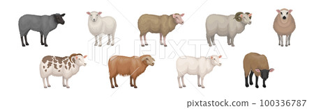 Sheep as Ruminant Domestic Mammal Kept as Livestock Vector Set 100336787