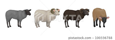 Sheep as Ruminant Domestic Mammal Kept as Livestock Vector Set 100336788