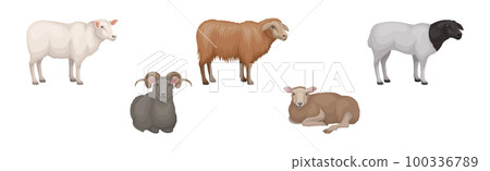 Sheep as Ruminant Domestic Mammal Kept as Livestock Vector Set 100336789