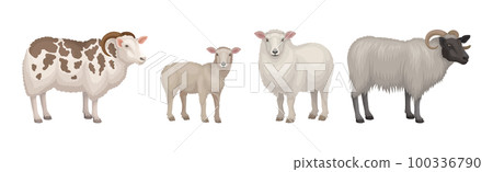 Sheep as Ruminant Domestic Mammal Kept as Livestock Vector Set 100336790