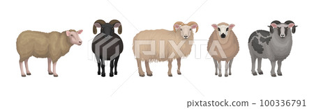 Sheep as Ruminant Domestic Mammal Kept as Livestock Vector Set 100336791
