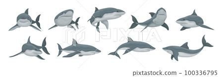 Shark as Elasmobranch Fish with Pectoral Fins and Cartilaginous Skeleton Vector Set 100336795