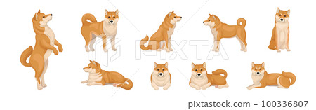 Shiba Inu as Breed of Hunting Dog from Japan in Different Poses Vector Set 100336807