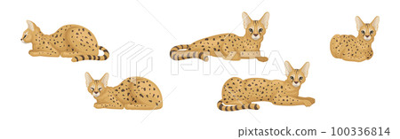 Serval as African Wild Cat with Small Head and Large Ears in Different Pose Vector Set 100336814