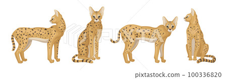 Serval as African Wild Cat with Small Head and Large Ears in Different Pose Vector Set 100336820