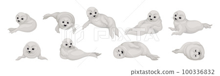 White Fur Seals as Pinniped Species with Vibrissae and Dense Underfur Vector Set White Fur Seals as Pinniped Species with Vibrissae and Dense Underfur Vector Set 100336832