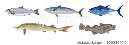 Seafood and Marine Delicacy with Salmon, Trout and Pike Vector Set Seafood and Marine Delicacy with Salmon, Trout and Pike Vector Set 100336914