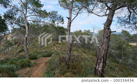 pine tree forest in mountain in turkey pine tree forest in mountain in turkey 100338434