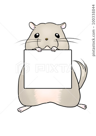 Chinchilla with a board at work help 100338844
