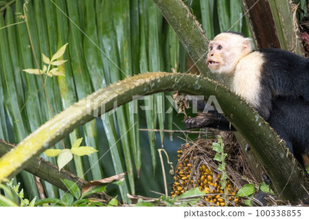 在哥斯達黎加雨林拍攝的白喉卷尾猴 100338855