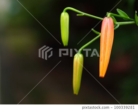 等待開花的虎百合花蕾 等待開花的虎百合花蕾 100339281