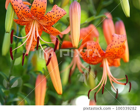 花洋蔥百合 花洋蔥百合 100339282