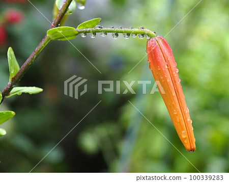 在雨中弄濕的虎百合花蕾 在雨中弄濕的虎百合花蕾 100339283
