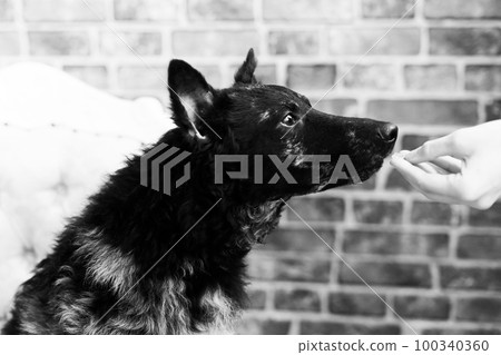 Woman feeding mudi dog on the studio or at home, closeup 100340360