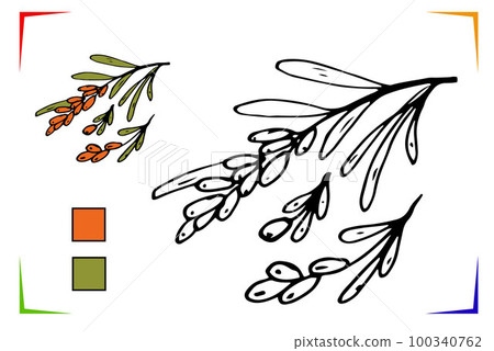 Sea buckthorn Coloring Page. Vector Educational worksheet colored by sample. Paint game. Sea buckthorn Coloring Page. Vector Educational worksheet colored by sample. Paint game. 100340762