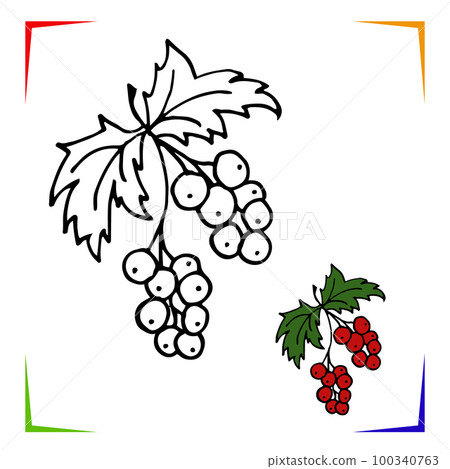 Currant Coloring Page. Vector Educational worksheet colored by sample. Paint game preschool kids Currant Coloring Page. Vector Educational worksheet colored by sample. Paint game preschool kids 100340763