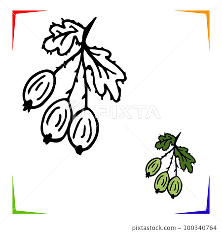 Gooseberry Coloring Page. Vector Educational worksheet colored by sample. Paint game preschool kids 100340764