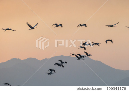 黎明時分的飛鶴，鹿兒島縣和泉市 100341176