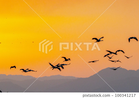 Flying cranes at dawn, Izumi, Kagoshima Prefecture 100341217