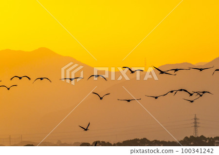Flying cranes at dawn, Izumi, Kagoshima Prefecture Flying cranes at dawn, Izumi, Kagoshima Prefecture 100341242