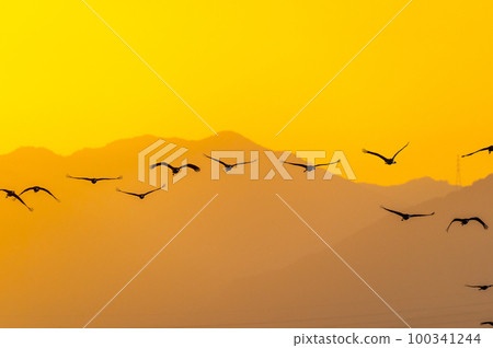 Flying cranes at dawn, Izumi, Kagoshima Prefecture Flying cranes at dawn, Izumi, Kagoshima Prefecture 100341244