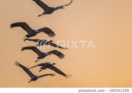 Flying cranes at dawn, Izumi, Kagoshima Prefecture Flying cranes at dawn, Izumi, Kagoshima Prefecture 100341299