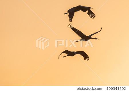 Flying cranes at dawn, Izumi, Kagoshima Prefecture Flying cranes at dawn, Izumi, Kagoshima Prefecture 100341302