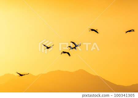 黎明時分的飛鶴，鹿兒島縣和泉市 100341305